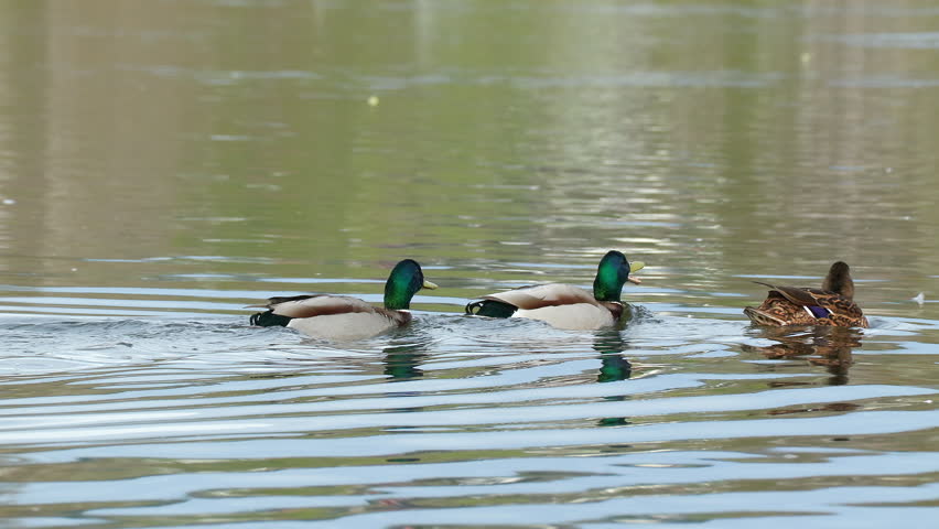 duck bird mallards swim in water Anas platyrhynchos bird sanctuary norway