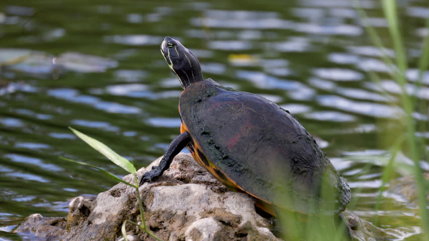 Florida Red-bellied Cooter turtle reptile on rock near water in Everglades national park