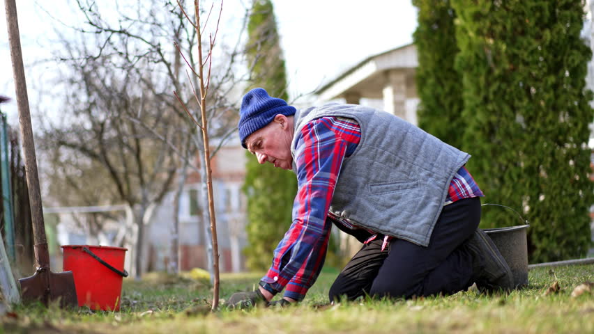 Old male farmer in checkered shirt and vest kneeled near the new-planted tree. Gardener thumbs the ground around the tree.
