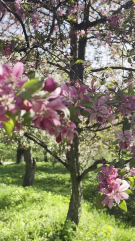 Cherry Flowers Blossom. Pink Trees. Spring in Parc.