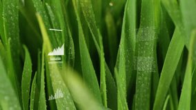 Macro grass blades being covered in dew and being overlaid with colored contour lines and charts. Nature, technology, data visualization, macro photography, freshness, innovation, environmental - Powered by Shutterstock - Get 15% off with code: PIKWIZARD15
