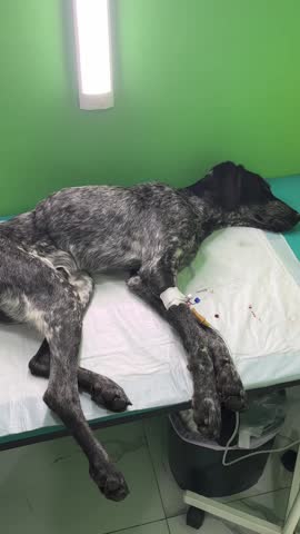 Emaciated Dog in Veterinary Clinic — Animal Rescue and Medical Care for Abandoned Pets