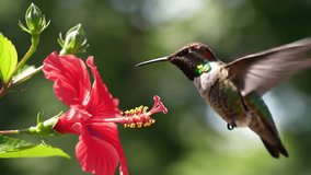 A hummingbird sips nectar from a bright pink bloom in a lively garden, bathed in warm afternoon sunlight, surrounded by colorful spring flowers swaying gently in the breeze.
 - Powered by Shutterstock - Get 15% off with code: PIKWIZARD15