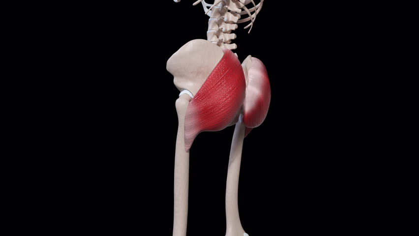 This 3d animation shows the gluteus maximus muscle movement