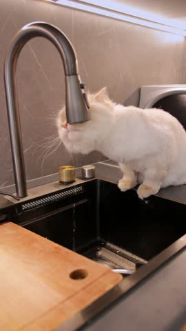 Vertical video. A white fluffy cat Scottish Fold longhair sits on the edge of a modern kitchen sink, observing water droplets falling from the faucet. Drinks water from the tap.
