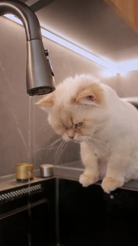 Vertical video. Cat catches water drops falling from the tap with its tongue.