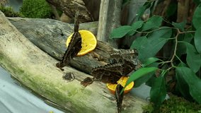 Several butterflies eating piece of orange fruit