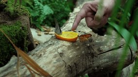 Several butterflies eating orange while fingers are pointing at them