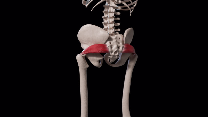 This 3d animation shows a back view of  the piriformis muscle movement