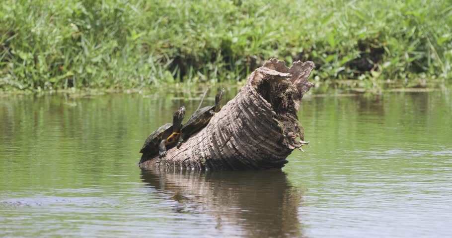 Turtles on a log in bright sunlight surrounded by dense green marsh grass.