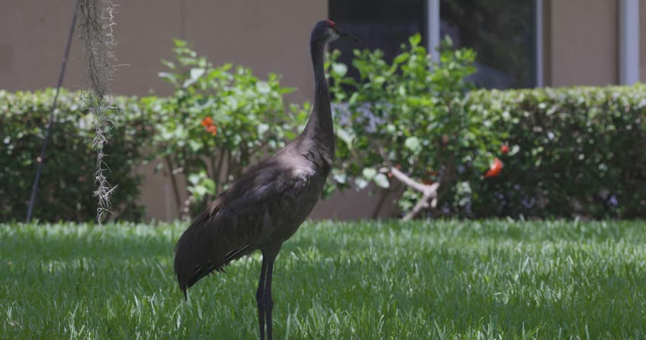 A Sandhill Crane stands alert in a grassy area near manicured landscaping in a residential area