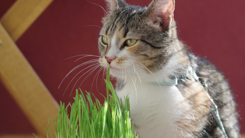 Curious cat enjoys fresh grass in sunny indoor garden setting this afternoon