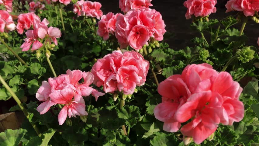 Close-Up of Blooming Pink Geranium Flowers in Sunlight
