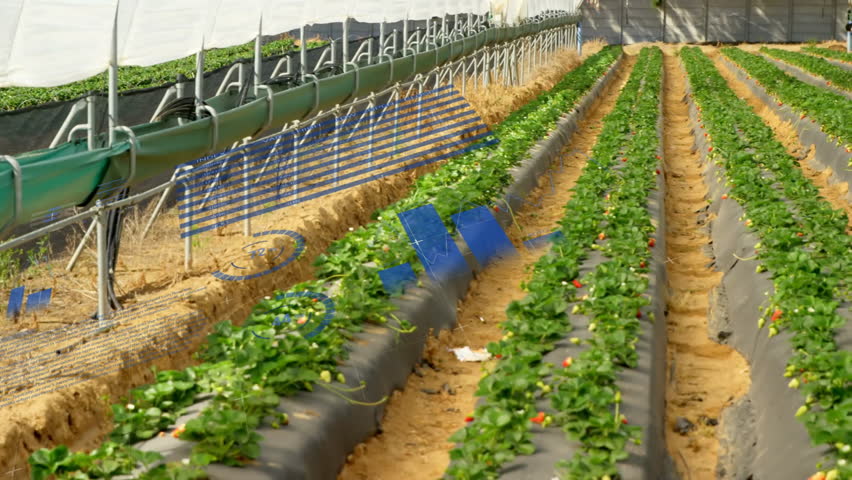 Greenhouse interior showing raised strawberry beds, featuring irrigation pipes in flat design. Horticulture, sustainable, modern, growth, agriculture, technology, eco-friendly - Powered by Shutterstock - Get 15% off with code: PIKWIZARD15