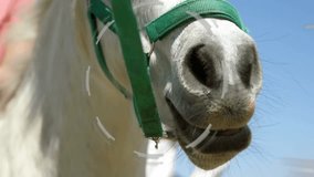 Horse muzzle wearing green halter being overlaid with translucent futuristic HUD graphics outdoors. Equine, technology, innovation, digital, outdoor, nature, progress - Powered by Shutterstock - Get 15% off with code: PIKWIZARD15