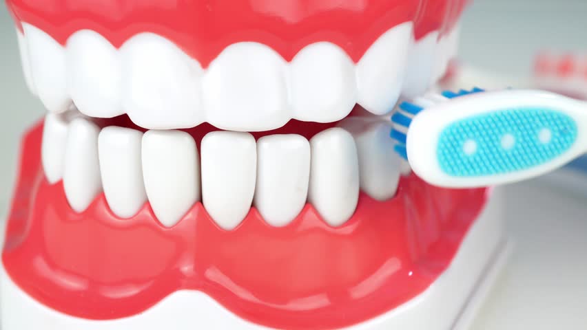 Dental hygiene routine: brushing technique demonstration on model teeth