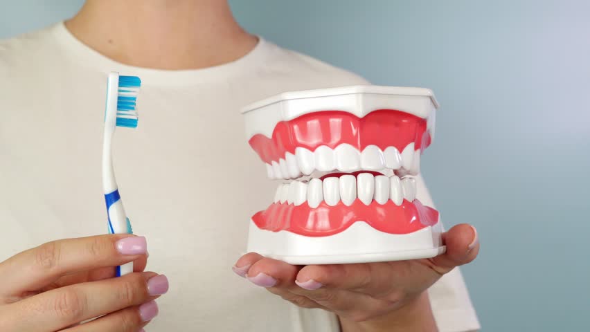 Demonstrating proper brushing technique with dental model and toothbrush animation tutorial