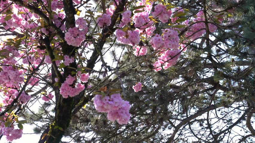 Experience the beauty of cherry blossoms blooming during hanami season in Japan