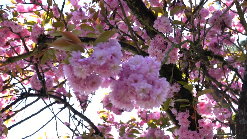 Experience the beauty of cherry blossoms blooming during hanami in Japan