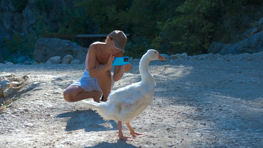 Tourist taking pictures of a goose with smartphone. Young woman capturing interaction with curious goose near river, documenting wildlife moment using smartphone during summer park adventure