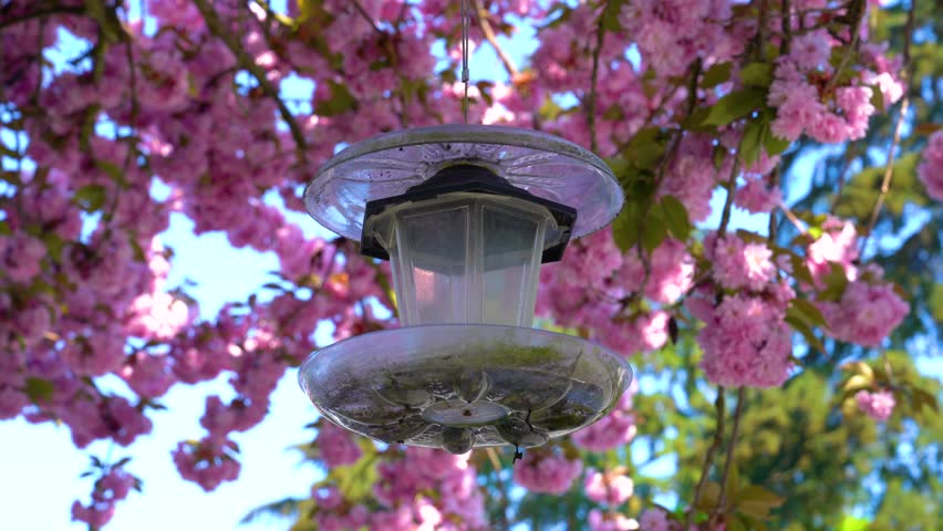 Experience the beauty of cherry blossoms during Japanese Hanami festivities
