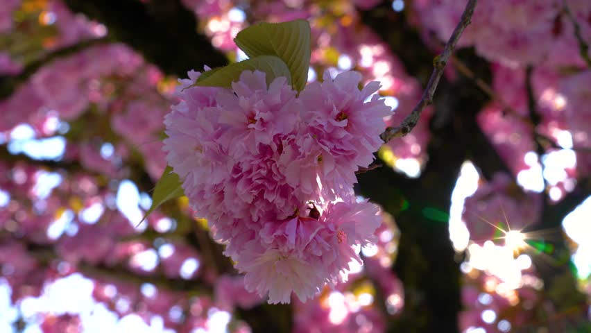 Discovering the beauty of cherry blossoms during Japanese Hanami celebration