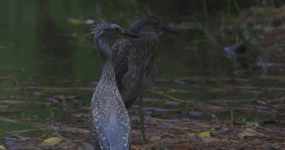 A heron preens its feathers near a reflective pond surrounded by forest brush