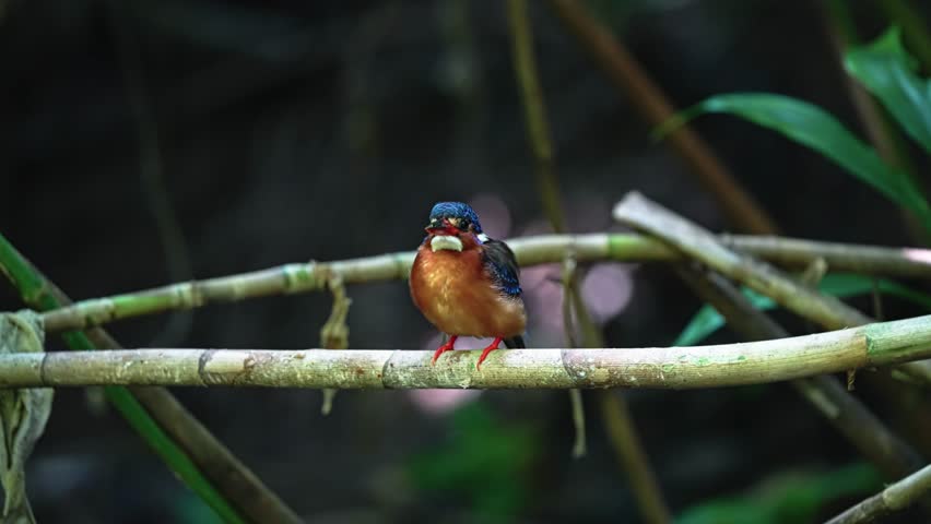 Blue-eared Kingfisher Flying Away From Its Perch. - closeup shot