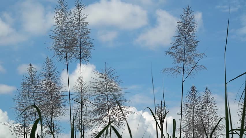 Close up shot of sugar cane flower