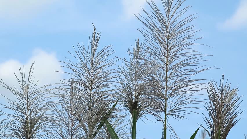 Close up shot of sugar cane flower