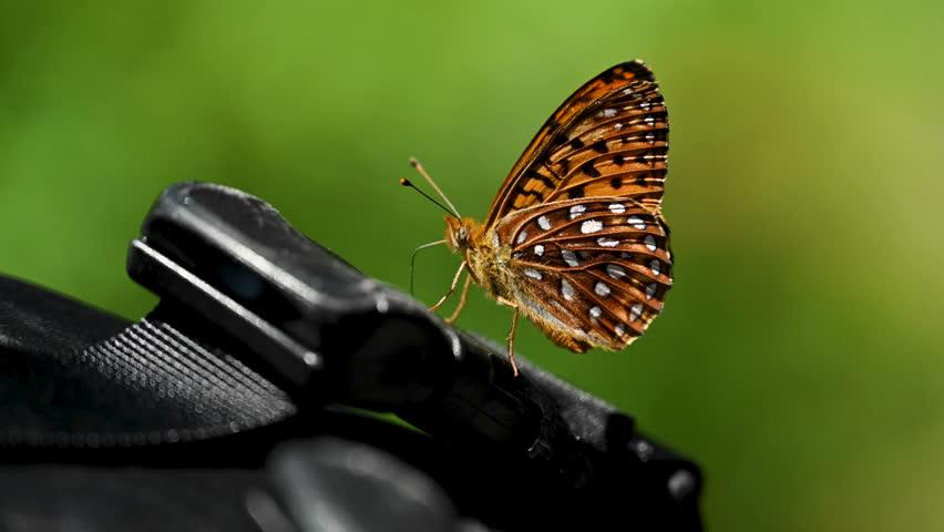Butterfly Flaps Wings on Strap in Glacier National Park
