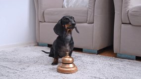 dachshund stands on a soft grey carpet in home setting, using its paw to press a brass service bell while looking up between two beige sofas. Puppy is naughty and wakes up the owner for a walk or fed - Powered by Shutterstock - Get 15% off with code: PIKWIZARD15