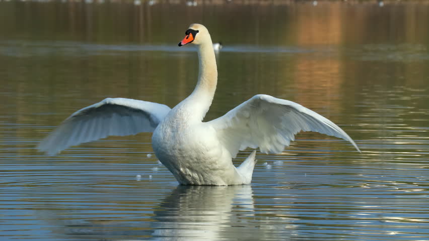 mute swan raise flap wings water reflection rural scene natural world norway