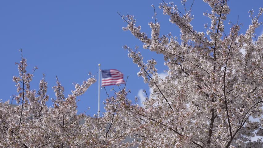 American flag waving on blue sky near blossom spring tree. United States flag wind. Flags of America. USA national symbol. Freedom and democracy. Independence day. Waving USA flag. Spring in US.