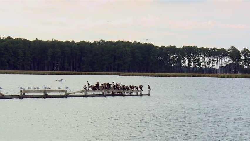Seagulls And Herons Perching On Old Pier In Blackwater National Wildlife Refuge, Maryland - Wide Shot