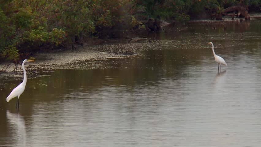 Great Egret Birds In Shallow Water In Blackwater National Wildlife Refuge, Maryland - Wide Shot