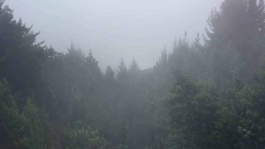 Scenic flight overlooking fog-covered pine canopy forest in Upcountry Maui, Hawaii. Dolly in drone aerial