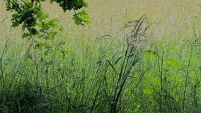 Summer grasses in the shade of an Oak tree on a sunny evening in a wildflower meadow, Hanbury, Worcestershire, England. - Powered by Shutterstock - Get 15% off with code: PIKWIZARD15