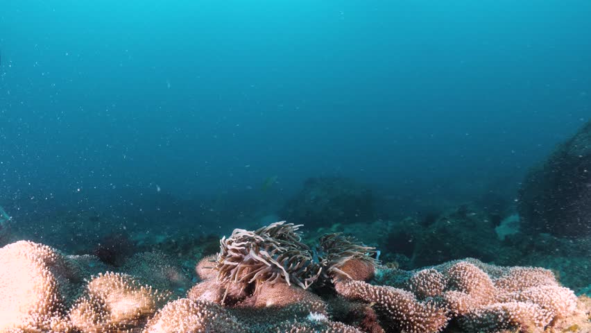 Scuba diver marine citizen scientist swimming towards an Anemonefish records data on an underwater slate. Environmental research