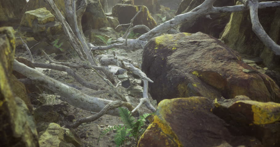 A rugged terrain features scattered rocks, twisted fallen trees, and layers of moss. Sunlight filters in, enhancing the natural colors of the forest setting.