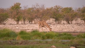 Giraffe drinking water at a waterhole in the Etosha National Park in Namibia in Africa. - Powered by Shutterstock - Get 15% off with code: PIKWIZARD15