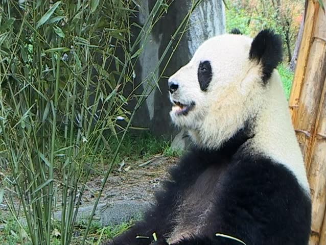 A giant panda in Chengdu, China