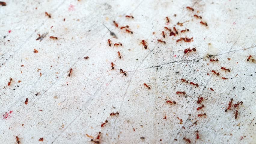 colony of red ants inside the house on wall. The concept of pesticides from insect invasion