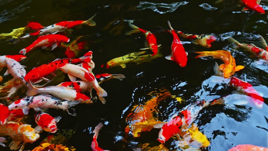Colorful Japanese carp koi fish swim in a pond in Japanese garden in Asia