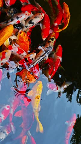 Colorful Japanese carp koi fishes swim in pond in a Japan in Asia. Vertical video