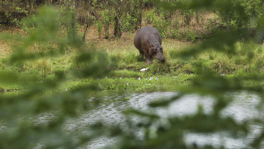 Hippo eating juicy grass on the bank of a river. shot from the opposite bank with some green branches in foreground being moved by the wind.