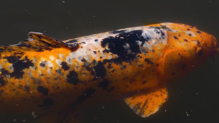 Huge koi carp sliding through muddy water in slow motion