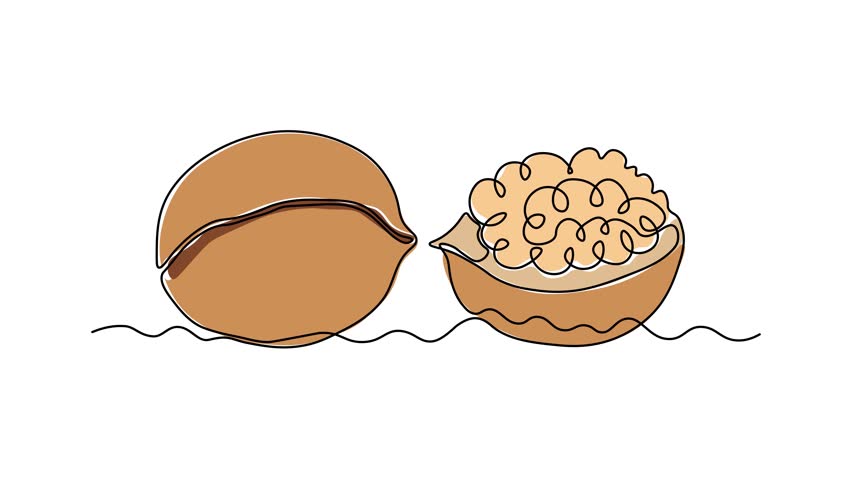 Abstract walnut and its half in the shell, Self drawing animation one continuous line draw, logo