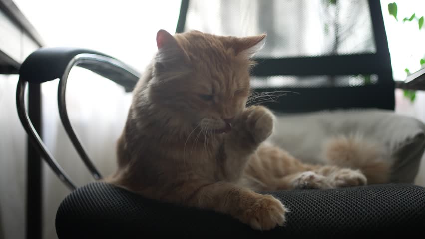 Orange tabby cat performing grooming routine, carefully licking paw and smoothing fur while comfortably seated on sleek black office chair, basking in soft window light
