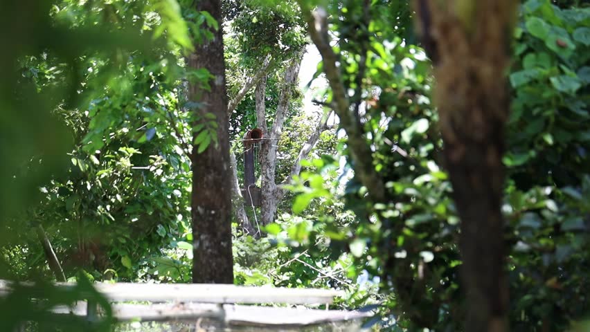 A distant view of a man-made nest of the Puerto Rican amazon parrot (Amazona vittata) in a bird watching center on a sunny day